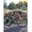 BICICLETA GRAVEL MEGAMO JAKAR 20 BROWN 2024. ULTIMA UNIDAD!! TALLA S - Imagen 1