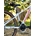 Bicicleta MTB 26¨MEGAMO KU2. BLANCO/ROJO - Imagen 1