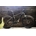 E-Bike MTB 29¨MEGAMO RIDON HT 630 05 (23) - Imagen 2