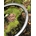 Juego de Ruedas Carretera FULCRUM WIND 42 DB CARBON - Imagen 2