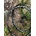 JUEGO DE RUEDAS MTB 29¨FULCRUM RED ZONE 700 (SHIMANO - HG11) - Imagen 1