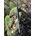 PROMO!!!!! Manillar de Carbono ALPCROSS COMPONENTS DER LENKER (31,8 X 750MM 9º) - Mate - Imagen 1